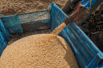 The milling of corn by farmers in the North of Thailand. © aedkafl