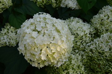 Hortensienblüten