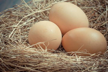 Chicken Egg fresh from farm.