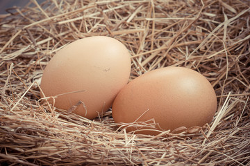 Chicken Egg fresh from farm.