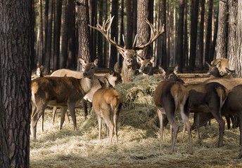 Futterstelle © Johann Pavelka