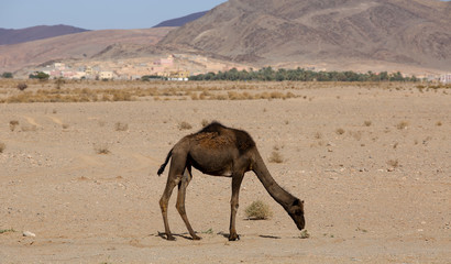 Le Maroc