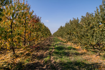 Apple fruit trees in autumn