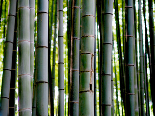 Bambus Hintergrund Wald Kontrast