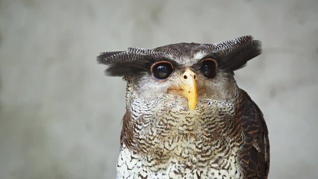 Portrait of Barred eagle-owl (Bubo sumatranus), also called Malay eagle-owl