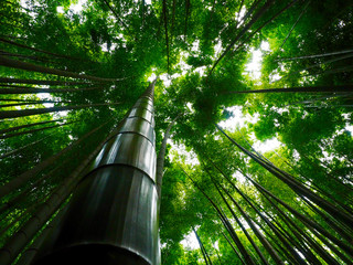 Bambus Hintergrund Wald gr&uuml;n