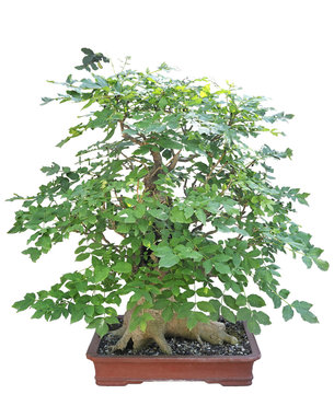 Bonsai from a Japanese web maple