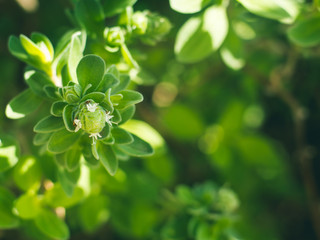 Marjoram herb plant macro shot. Plant growing outdoors in home garden