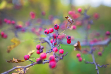 Fototapeta na wymiar autumn background with red berries
