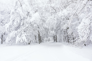 A snowy trail in the forest