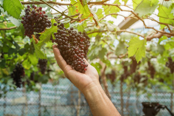 Large bunch of red wine grapes hang from a vine with green leaves.