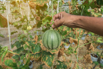 melons in the garden