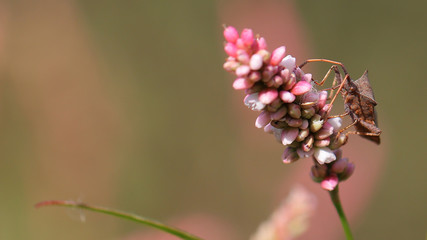 Chinche Coreus Marginatus en las Marismas de Alday, Cantabria, España