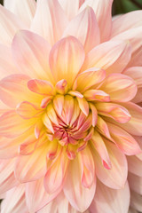 Fototapeta premium Textures beautiful flower close-up detail by Macro lens .