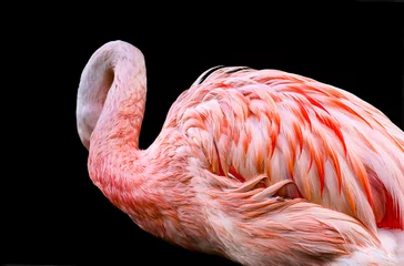 Fotobehang Isolated flamingo on a black background © foto8tik