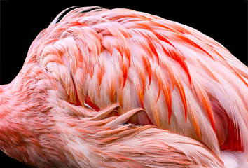 Close up view of flamingo feathers