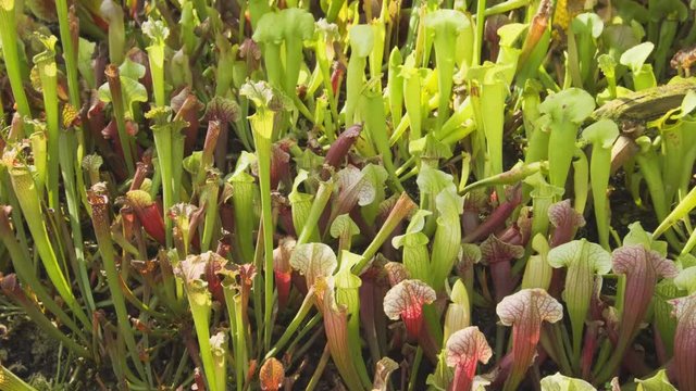 Predatory Pitcher Plants in a Public Garden Park. UHD 4k video