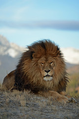 Fototapeta na wymiar full on view close up of lion