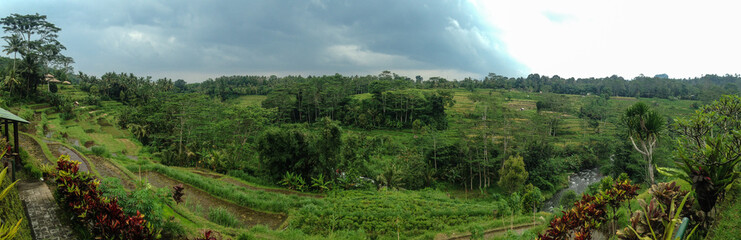 Panorama of rice fields in Bali.