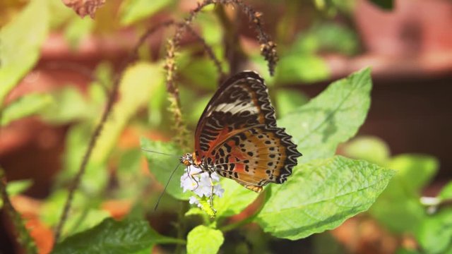 Leopard Lacewing Butterfly, Feeding on a Flower