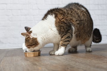 Fototapeta na wymiar Alte, getigerte Katze frisst aus Futterschale