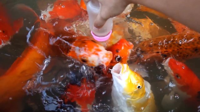 Feeding fancy carp fish