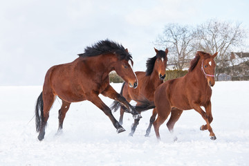 Three horses playing together in winter pasture