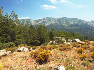 scenery of high green mountainn meadow on corsician alpes with pine trees, green bushes rocks boulders and blue sky background