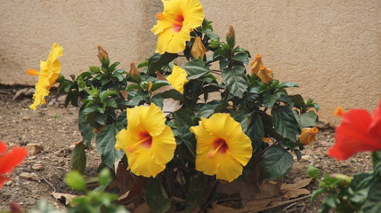 Hibiskus © Michael