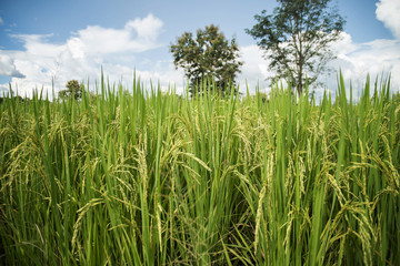Close up of green paddy rice plant.