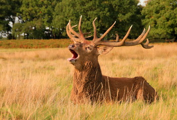 male stag with antlers roaring 