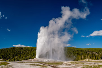 Fototapeta premium Old Faithful geyser in Yellowstone National Park