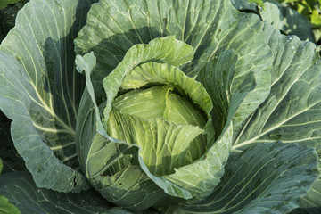 Obraz premium Landscape view of a freshly growing cabbage field,