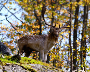Deer in autumn