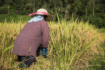 Naklejka na ściany i meble asian farmer in field