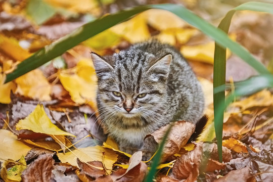 Kitten in the Grass