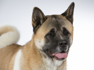 American akita dog portrait. Image taken in a studio with white background.
