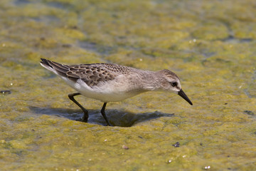 Least Sandpiper