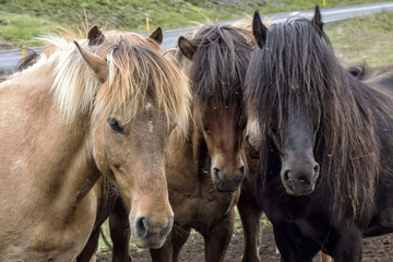 Iceland Horses
