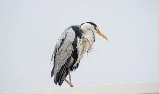 Blue Herron at Schull harbor Cork Ireland.
