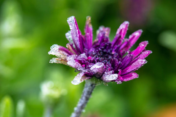A frozen alone purple flower. Macro shot.