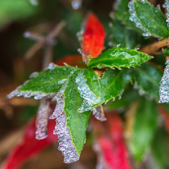 Frozen green and red leaves. Winter macro shot.