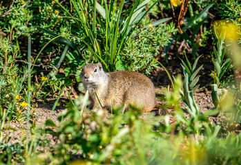 Uinta ground squirrel