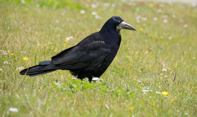 Rook on garden lawn