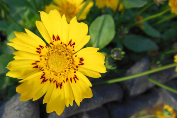 close up of Beautiful yellow flower with red patches on sunny day