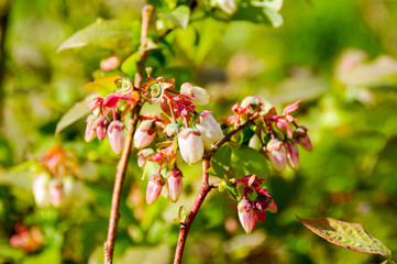 Blueberry blossom.