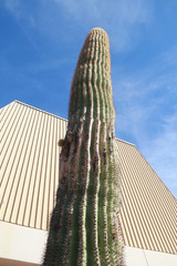 tall cacatus agaist building and blue desert sky