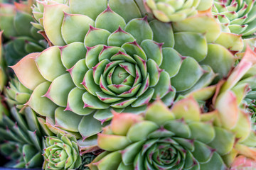 Fototapeta premium Houseleek plant (sempervivum tectorum) close up shot