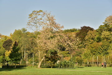 Les différents arbres en automne sous un ciel clair de l'arboretum ,au Vrijbroekpark à Malines