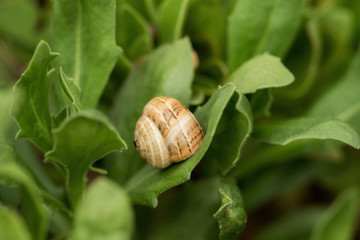 Little snails in the middle of bushes